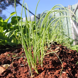Garlic plant